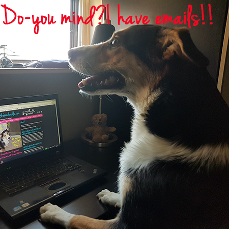 Angel the Border Collie