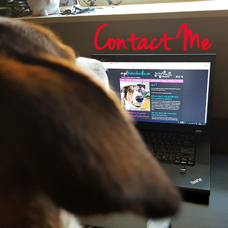 Angel the Border Collie