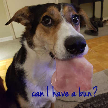 Angel the Border Collie