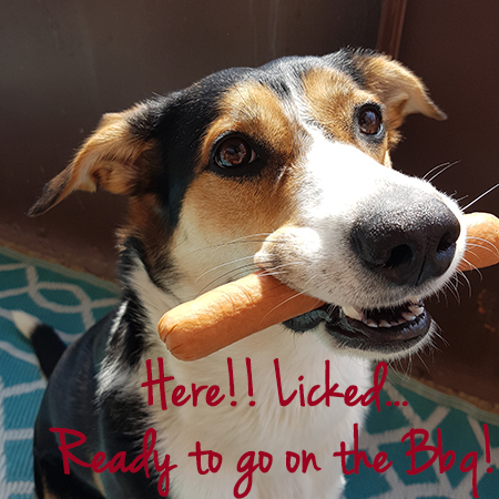 Angel the Border Collie