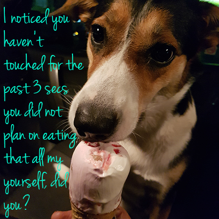 Angel the Border Collie