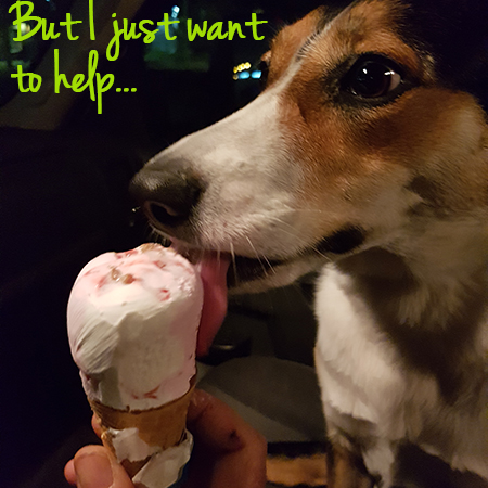 Angel the Border Collie