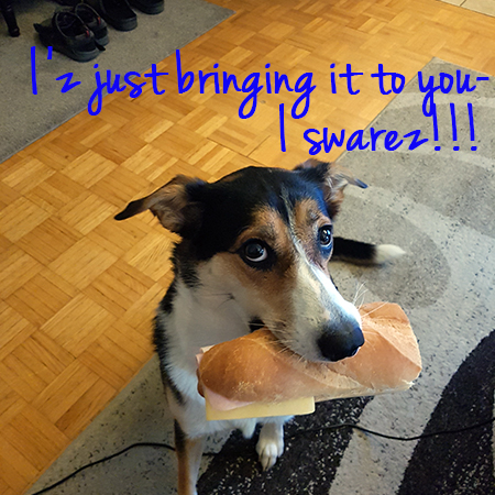 Angel the Border Collie