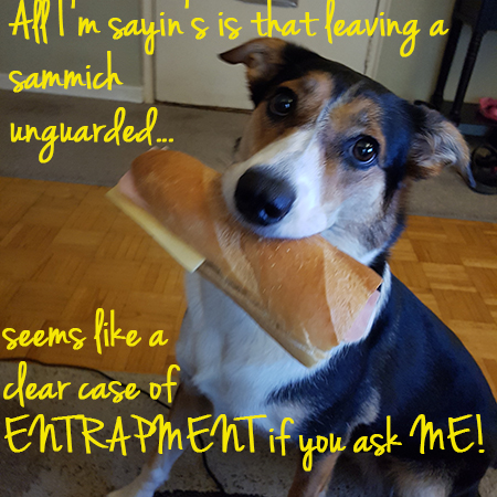 Angel the Border Collie