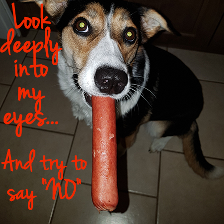 Angel the Border Collie