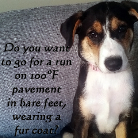 Angel the Border Collie