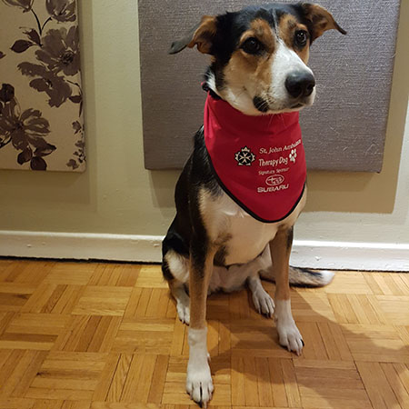 ‎sjatherapydog